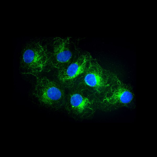Immunofluorescent image of COS7 cells labeled with DSHB antibody 6G7 against Tubulin, beta III (green). PMID: 28101499, Fig. 3K.